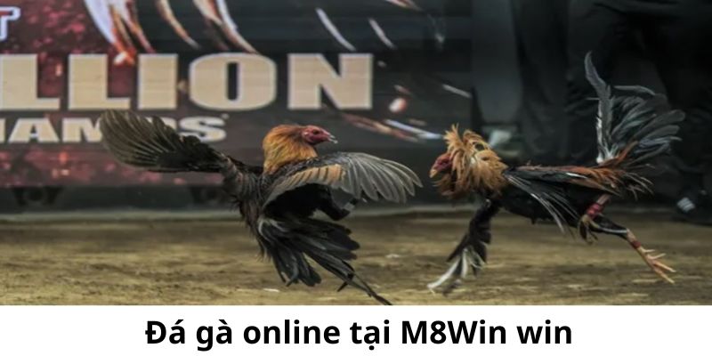 M8Win win cũng là cái tên uy tín cho mọi người chơi đá gà 
